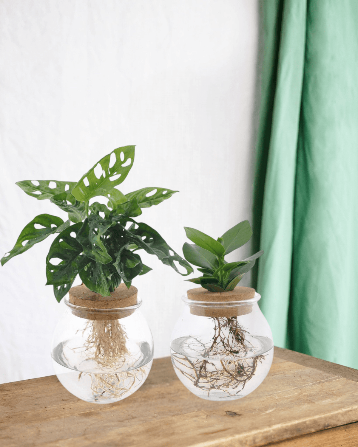 Duo Hydrokultur Monstera/Clusia - Design Wasserzucht