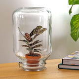 Livraison plante Easyplant - Baby plante sous verre