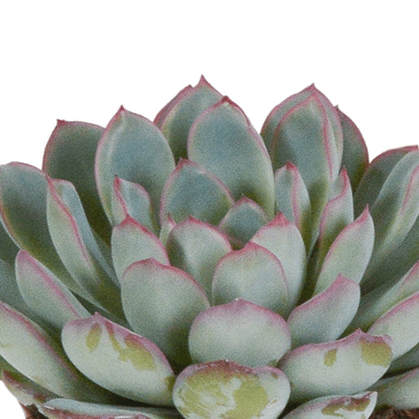 Livraison plante Echeveria, box de 3 plantes, h15cm