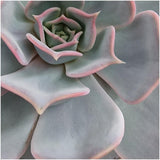 Livraison plante Echeveria Lilacina Sans Racines - Coupe Taupe