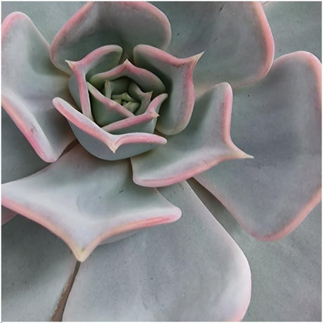 Livraison plante Echeveria Lilacina Sans Racines sur Anneau Noir