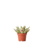 Livraison plante Echeveria Miranda h9cm - succulente