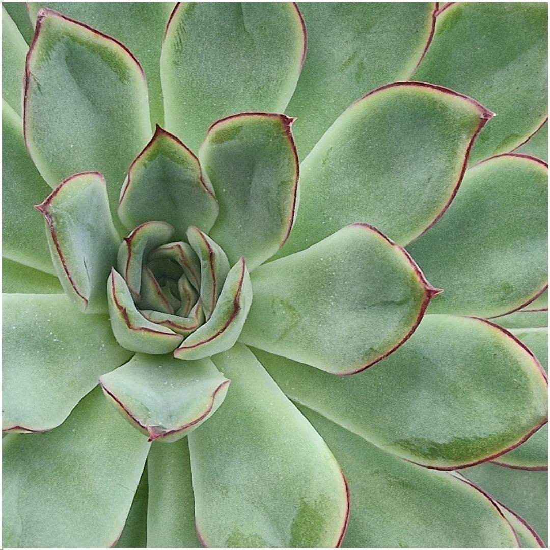 Livraison plante Echeveria Pulidonis sans racines sur support métal Ø20 cm - Hauteur 20 cm