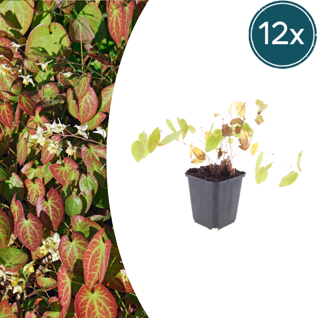 Livraison plante Epimedium niveum