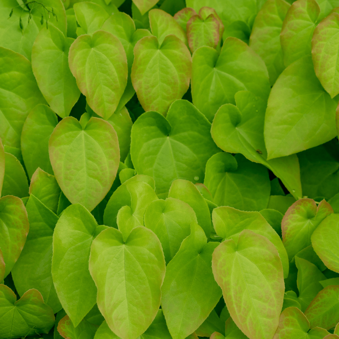 Livraison plante Epimedium rubrum