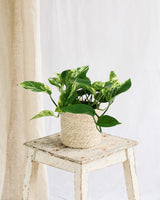 Livraison plante Epipremnum Marble Queen