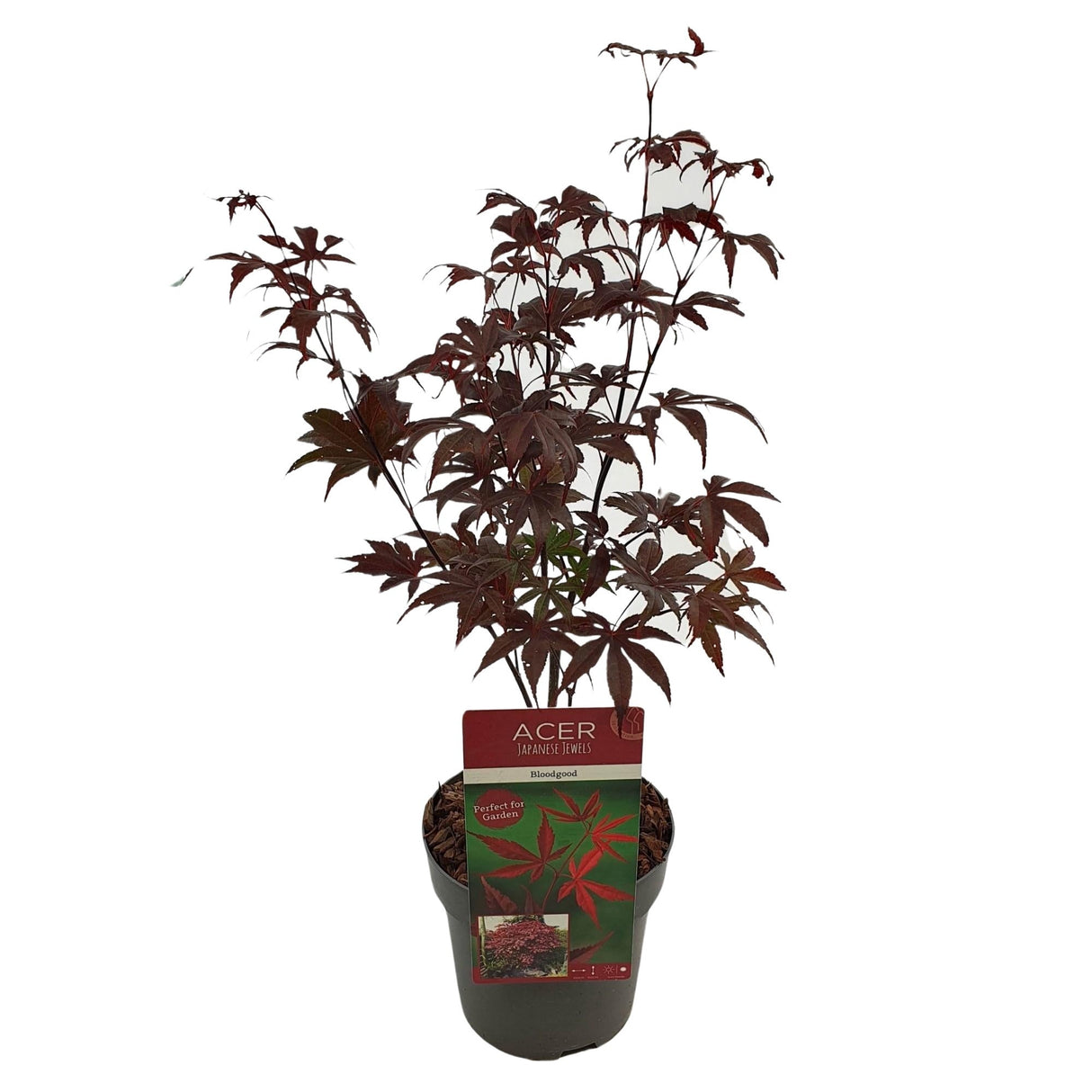 Livraison plante Erable du japon Acer Palm. 'Bloodgood' H50cm