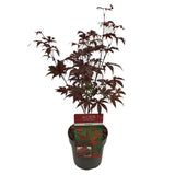 Livraison plante Erable du japon Acer Palm. 'Bloodgood' H50cm