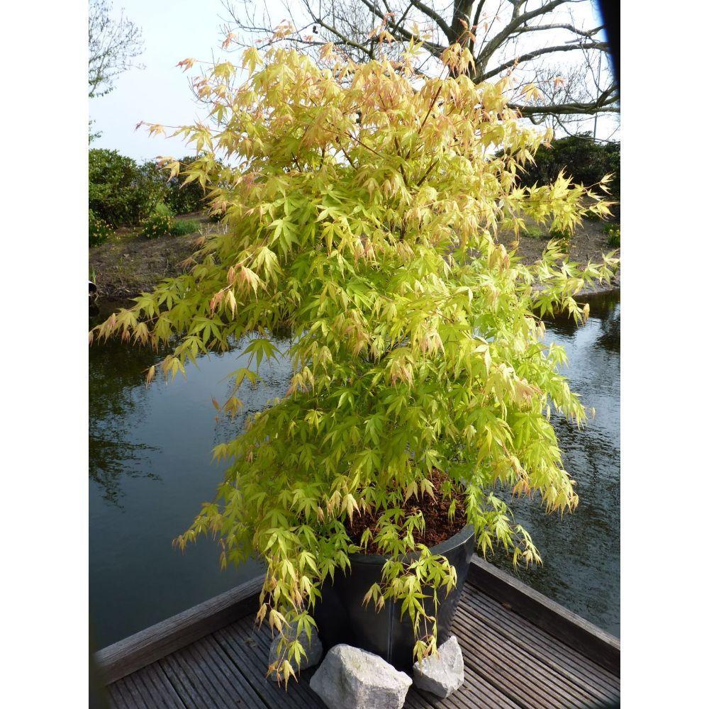 Livraison plante Erable du japon - Acer palm. 'Katsura' - ↨40cm - Ø19cm