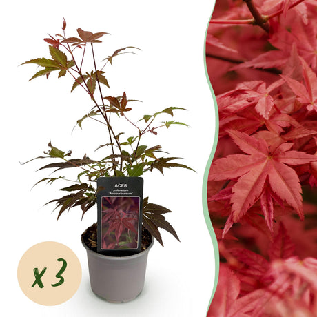 Livraison plante Érable du Japon Atropurpureum – Lot de 3 – Pot 12 cm