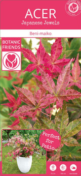 Livraison plante Erable du japon 'Beni - Macai' - ↨40cm - Ø19cm - plante d'extérieur