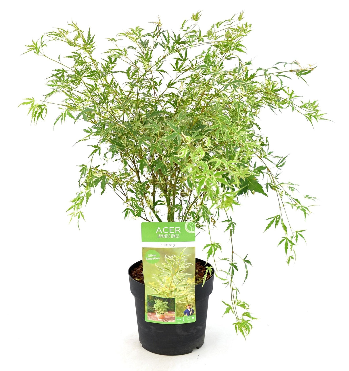 Livraison plante Erable du japon 'Butterfly' - ↨40cm - Ø19cm - plante d'extérieur