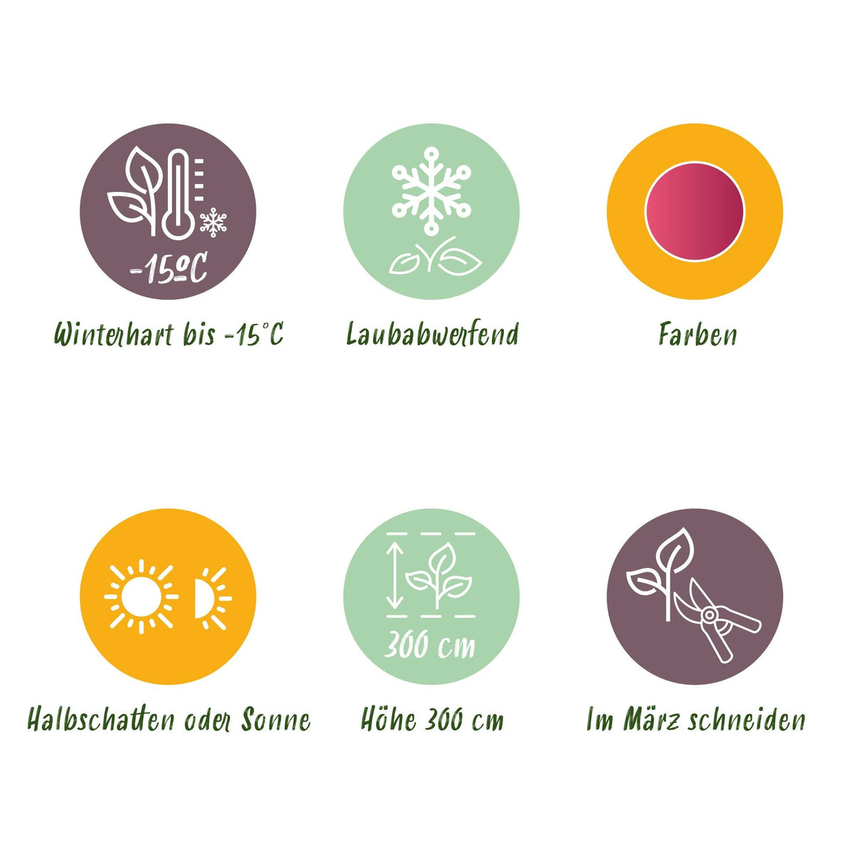 Livraison plante Érable du Japon Phoenix – Pot 12 cm – Hauteur 35 cm