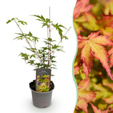 Livraison plante Érable du Japon Sangokaku – Pot 12 cm – Hauteur 35 cm