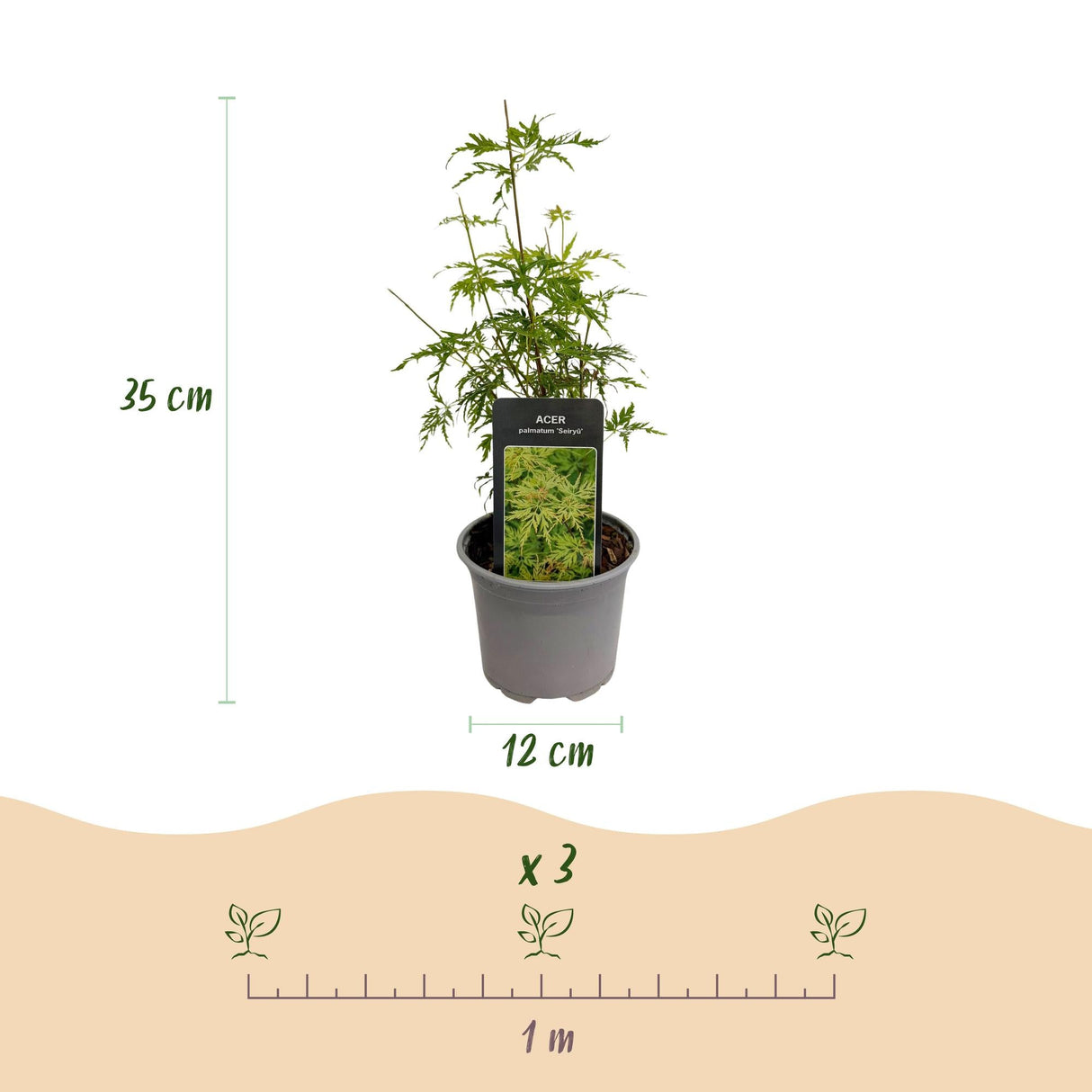 Livraison plante Erable du Japon Seiryu – Lot de 3 – Hauteur 35 cm