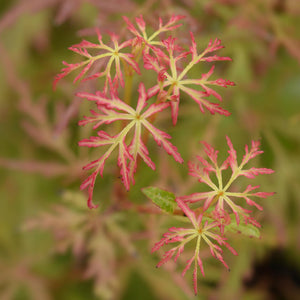 Livraison plante Erable du Japon Seiryu – Lot de 3 – Hauteur 35 cm