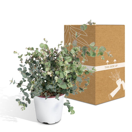 Livraison plante Eucalyptus - 45 cm - Ø17 - plante d'extérieur