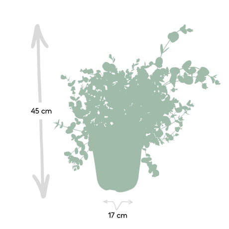 Livraison plante Eucalyptus - 45 cm - Ø17 - plante d'extérieur