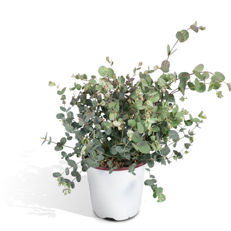 Livraison plante Eucalyptus - 45 cm - Ø17 - plante d'extérieur