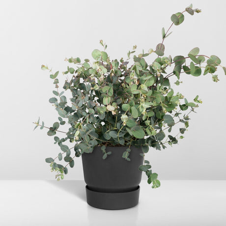 Livraison plante Eucalyptus - 45 cm - Ø17 - plante d'extérieur