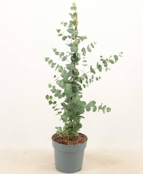 Livraison plante Eucalyptus Cinerea silver Pyramide