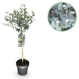 Livraison plante Eucalyptus gunnii Azura – Pot 19 cm – Hauteur 90 cm