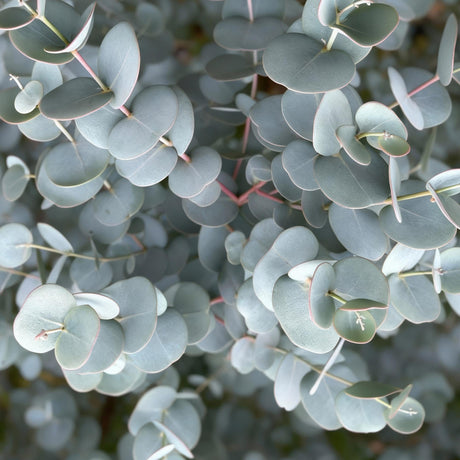 Livraison plante Eucalyptus gunnii Azura – Pot 19 cm – Hauteur 90 cm