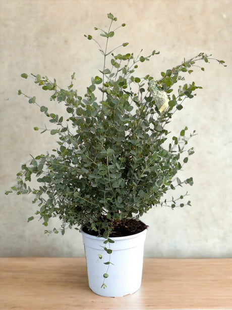 Livraison plante Eucalyptus Gunnii d21cm h60cm
