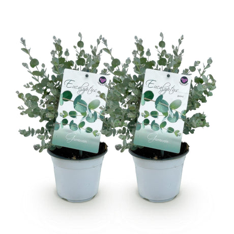 Livraison plante Eucalyptus gunnii – Lot de 2 – Pot 14 cm – Hauteur 30 cm