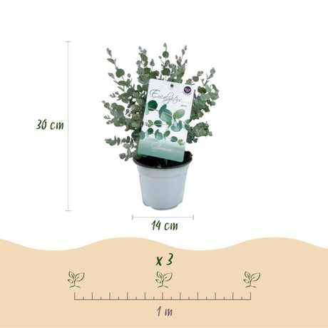 Livraison plante Eucalyptus gunnii – Lot de 2 – Pot 14 cm – Hauteur 30 cm