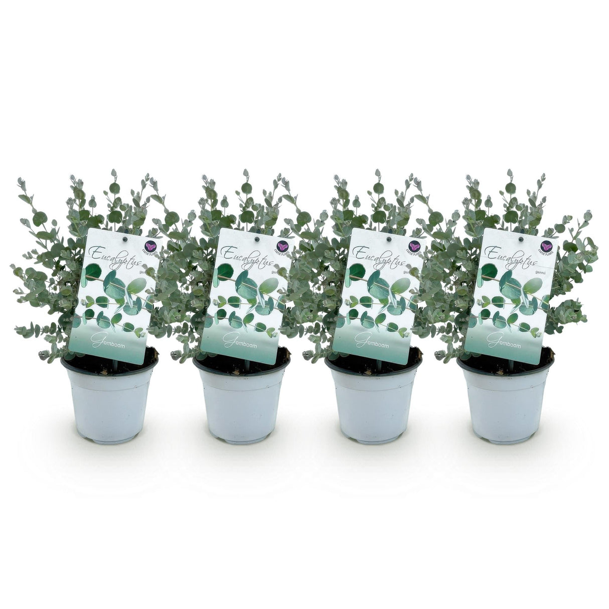Livraison plante Eucalyptus gunnii – Lot de 4 – Pot 14 cm – Hauteur 30 cm