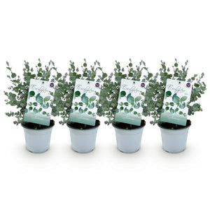 Livraison plante Eucalyptus gunnii – Lot de 4 – Pot 14 cm – Hauteur 30 cm