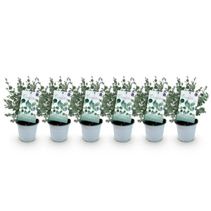 Livraison plante Eucalyptus gunnii – Lot de 6 – Pot 14 cm – Hauteur 30 cm