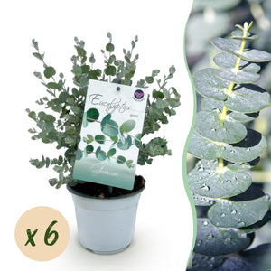 Livraison plante Eucalyptus gunnii – Lot de 6 – Pot 14 cm – Hauteur 30 cm