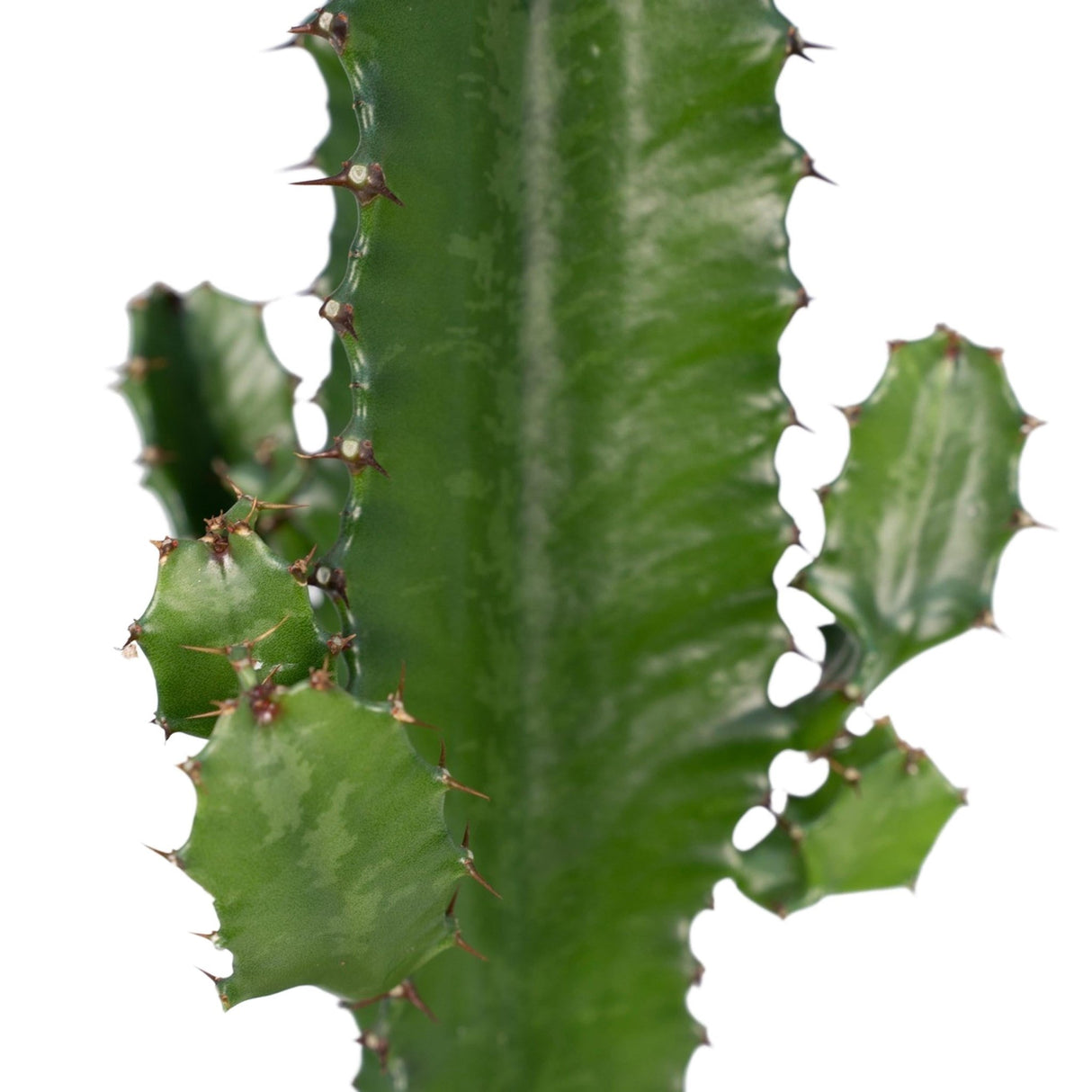 Livraison plante Euphorbe Acrurensis h50.0cm