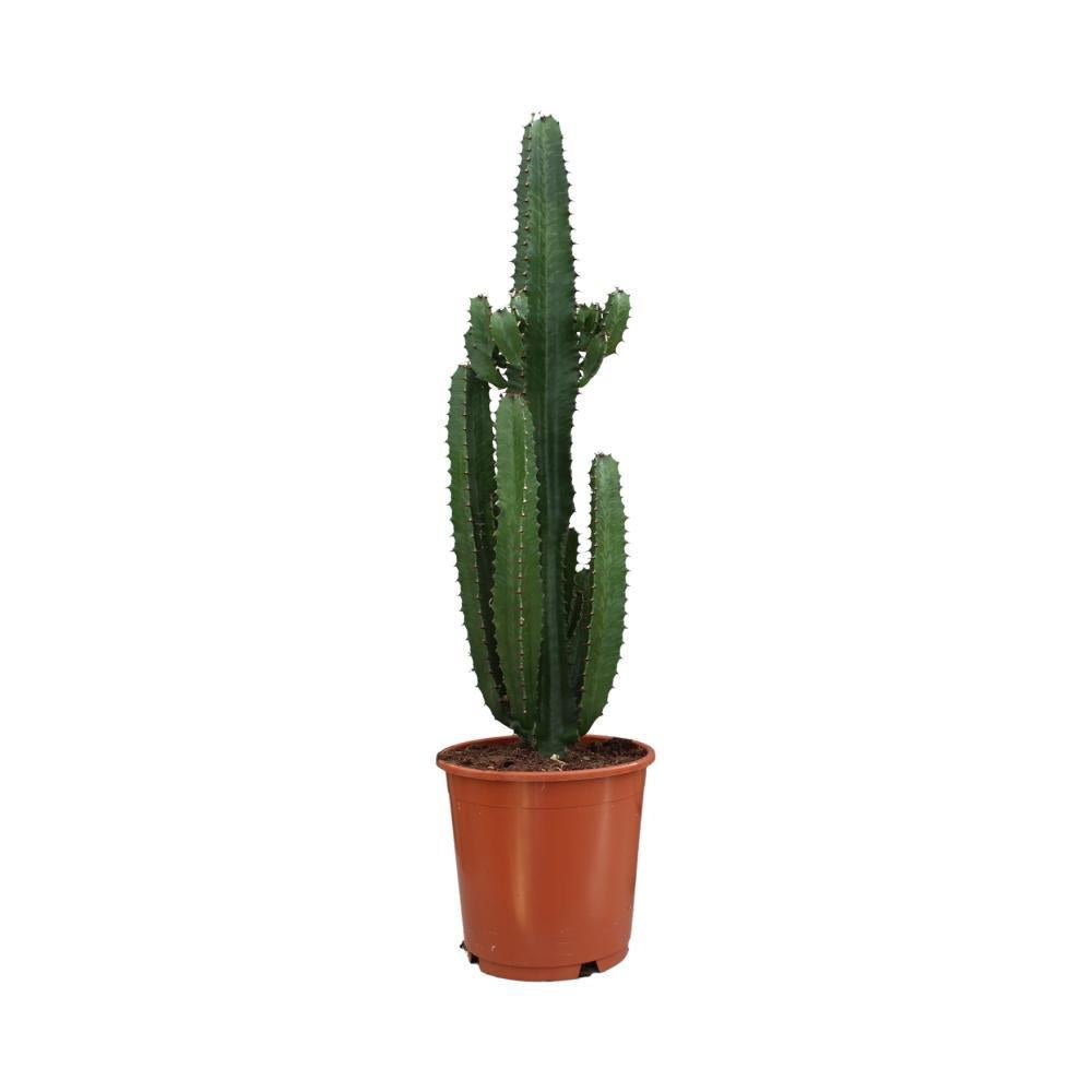 Livraison plante Euphorbe Acrurensis h95cm - cactus d'intérieur