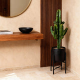 Livraison plante Euphorbe Eritrea