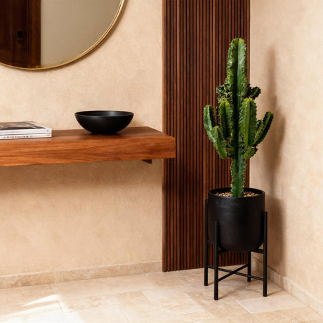 Livraison plante Euphorbe Eritrea d17cm H60cm