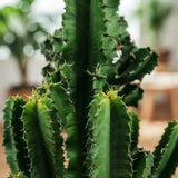 Livraison plante Euphorbe Eritrea d17cm H60cm