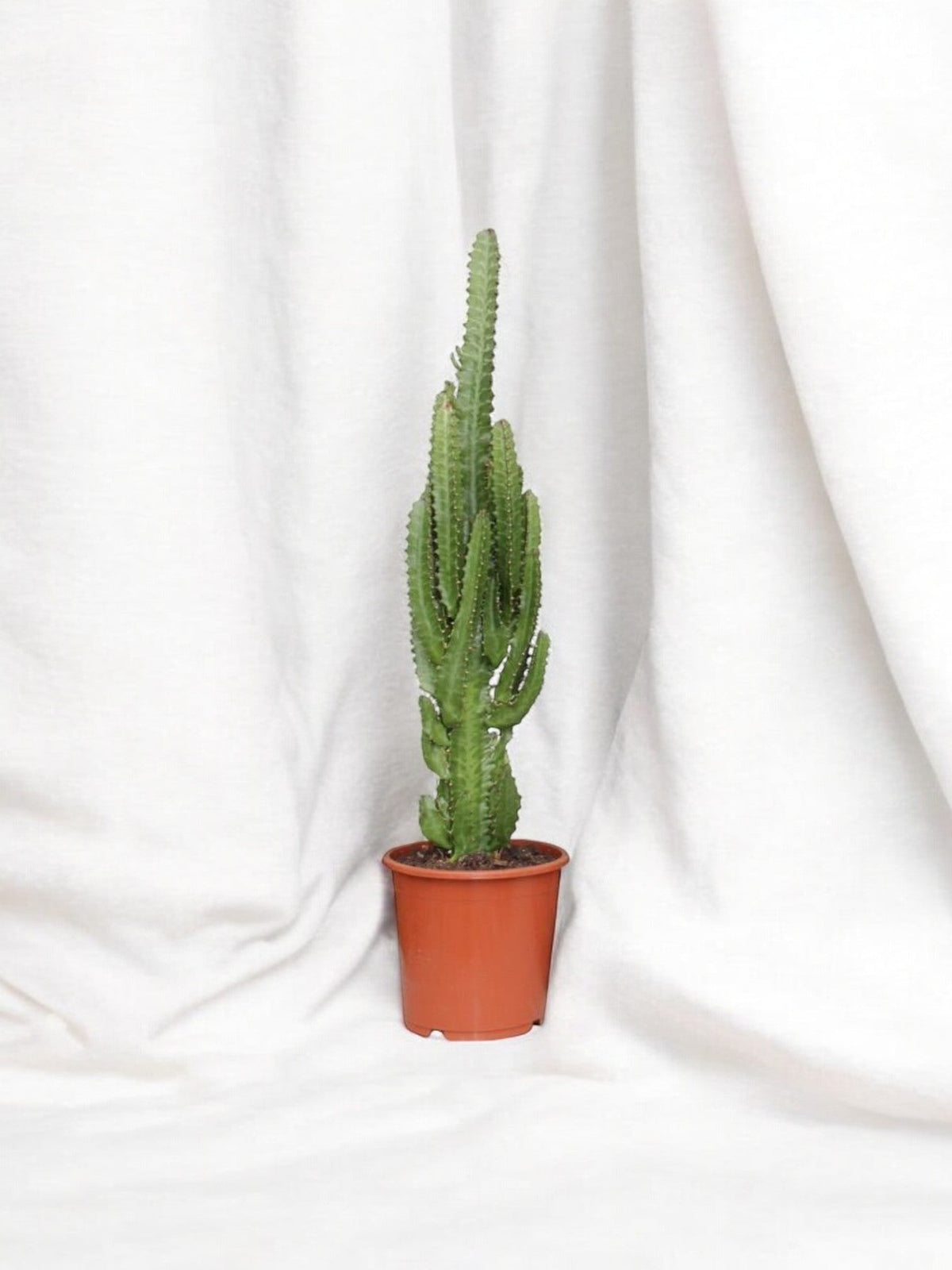 euphorbia zimmerpflanzen Euphorbia trigona: Grüne und rote Zierpflanze 70 cm