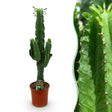 Livraison plante Euphorbia eritrea d19 cm H70cm