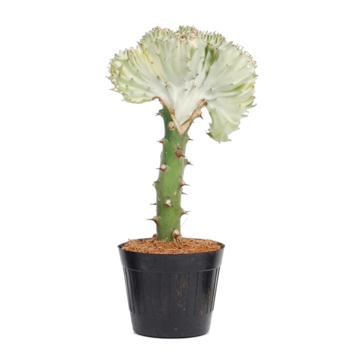 Livraison plante Euphorbia lactea Cristata blanc