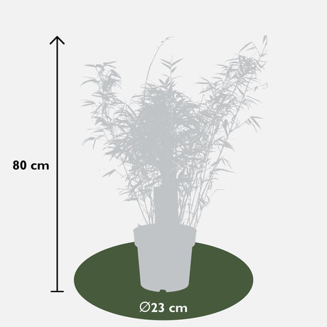 Livraison plante Fargesia rufa