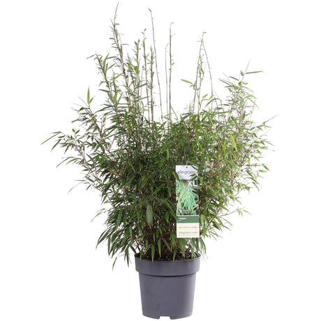 Livraison plante Fargesia rufa - ↨80cm - Ø29 - plante de haie