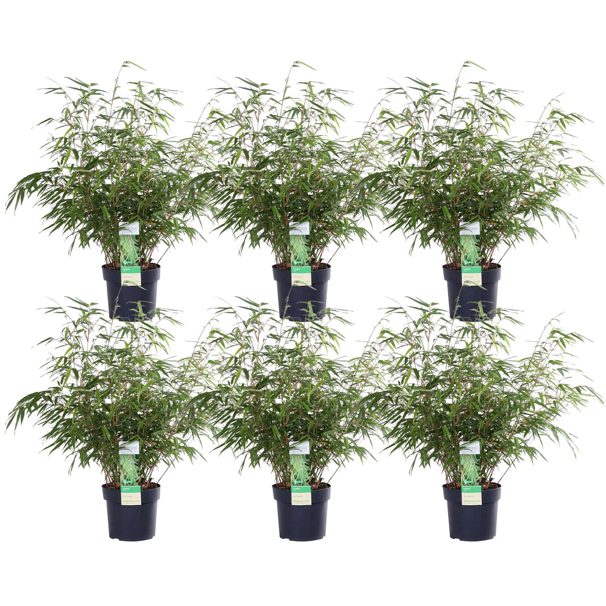 Livraison plante Fargesia rufa - lot de 6 - ↨60cm - Ø19 - plante d'extérieur