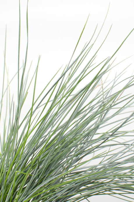 Livraison plante Festuca glauca 'Azura Blue'