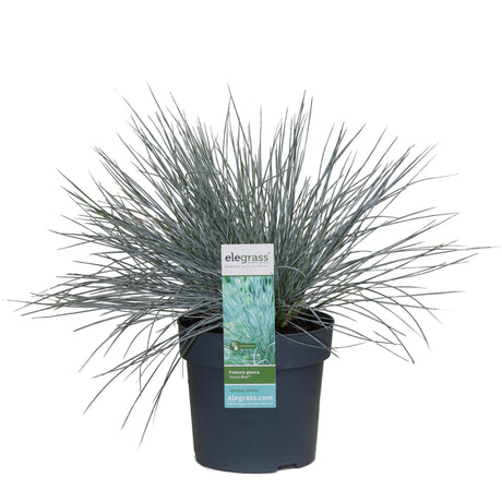 Livraison plante Festuca glauca 'Azura Blue'