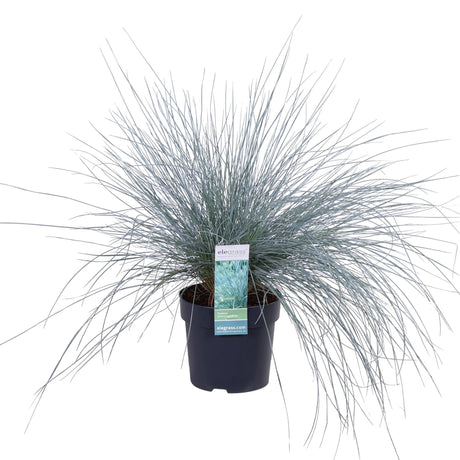 Livraison plante Festuca glauca 'Azura Blue'