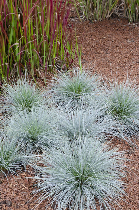 Livraison plante Festuca glauca 'Azura Blue'