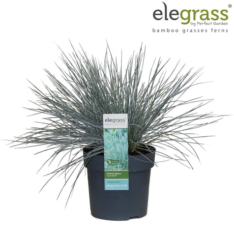 Livraison plante Festuca glauca 'Azura Blue'